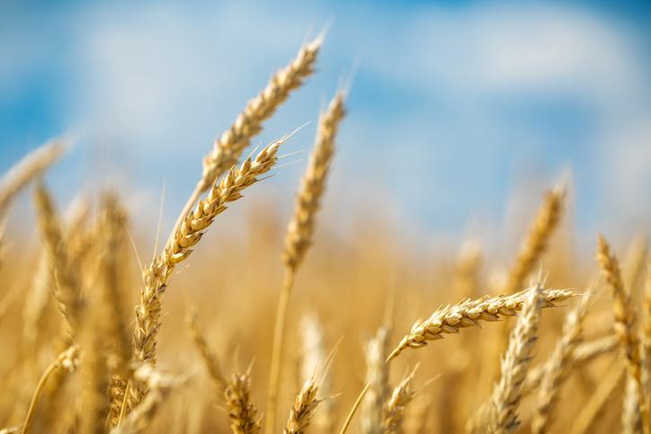 Gluten Intolerance Is On The Rise: The Problems With Modern Day Wheat