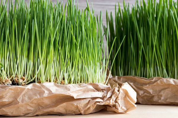 No, not Wheat … Wheatgrass!