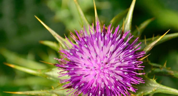 7 reasons to take Milk Thistle