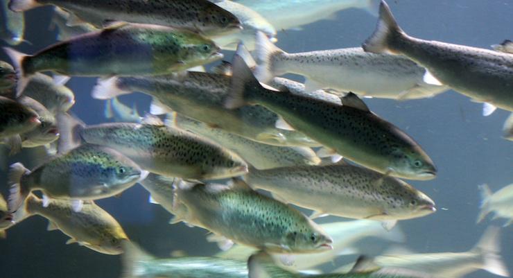 Finding the right Fish Oil