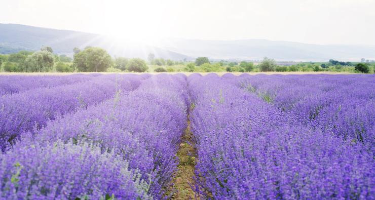 How to fit a first aid kit into one bottle with Lavender